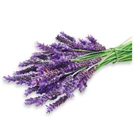Lavendel