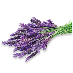Lavendel